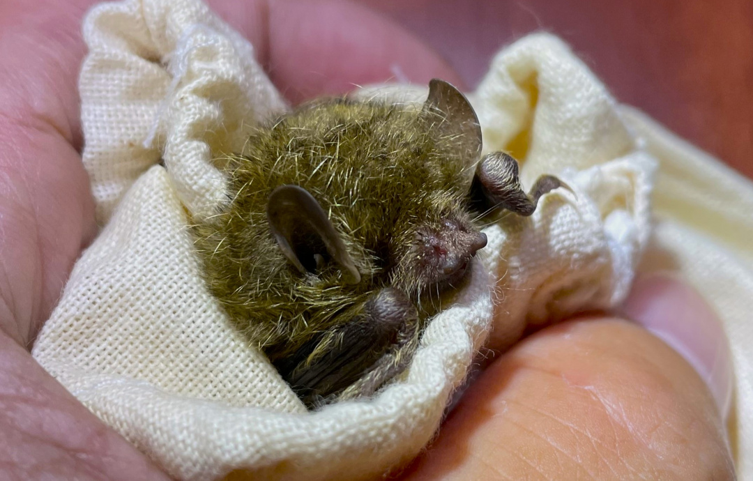 Taiwan's bats | Formosan Golden Bat's Home
